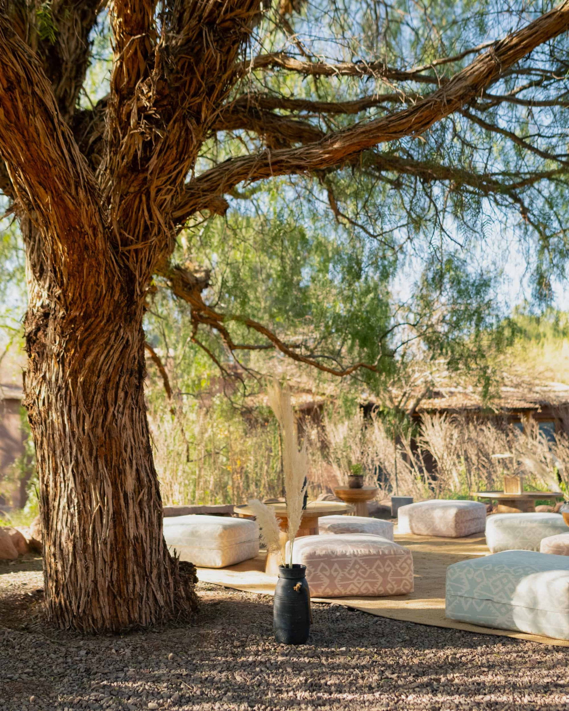 Sitting area under a tree
